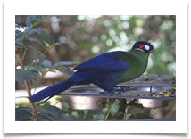 KNYSNA TURACO - Jan Hodson KNYSNA TURACO - Jan Hodson